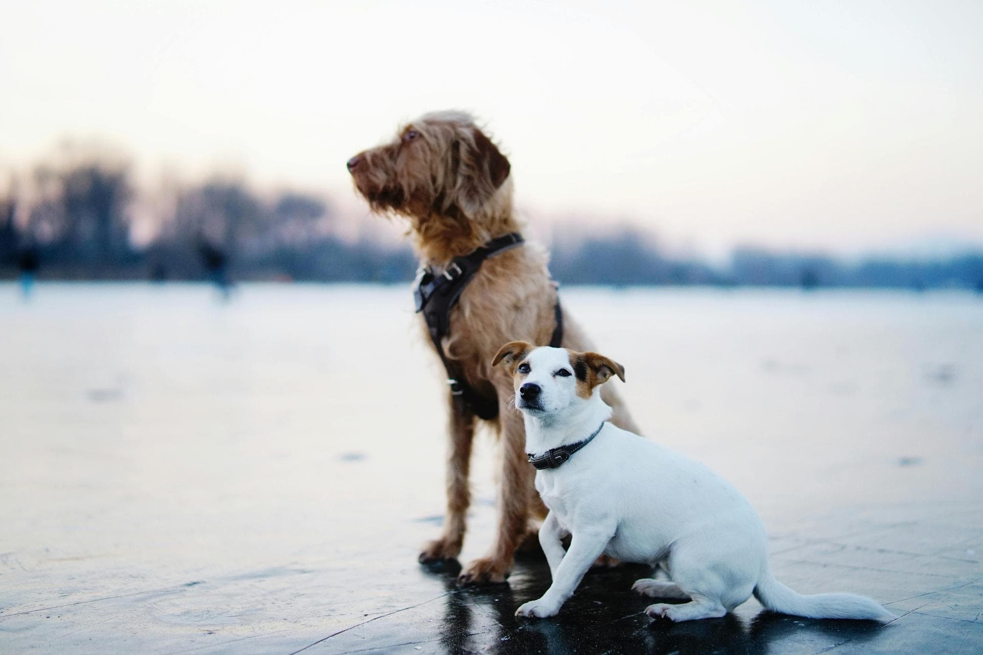 Best Vets in Falls Church