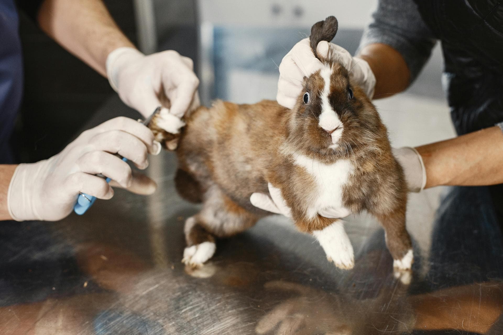 Emergency vets in Falls Church