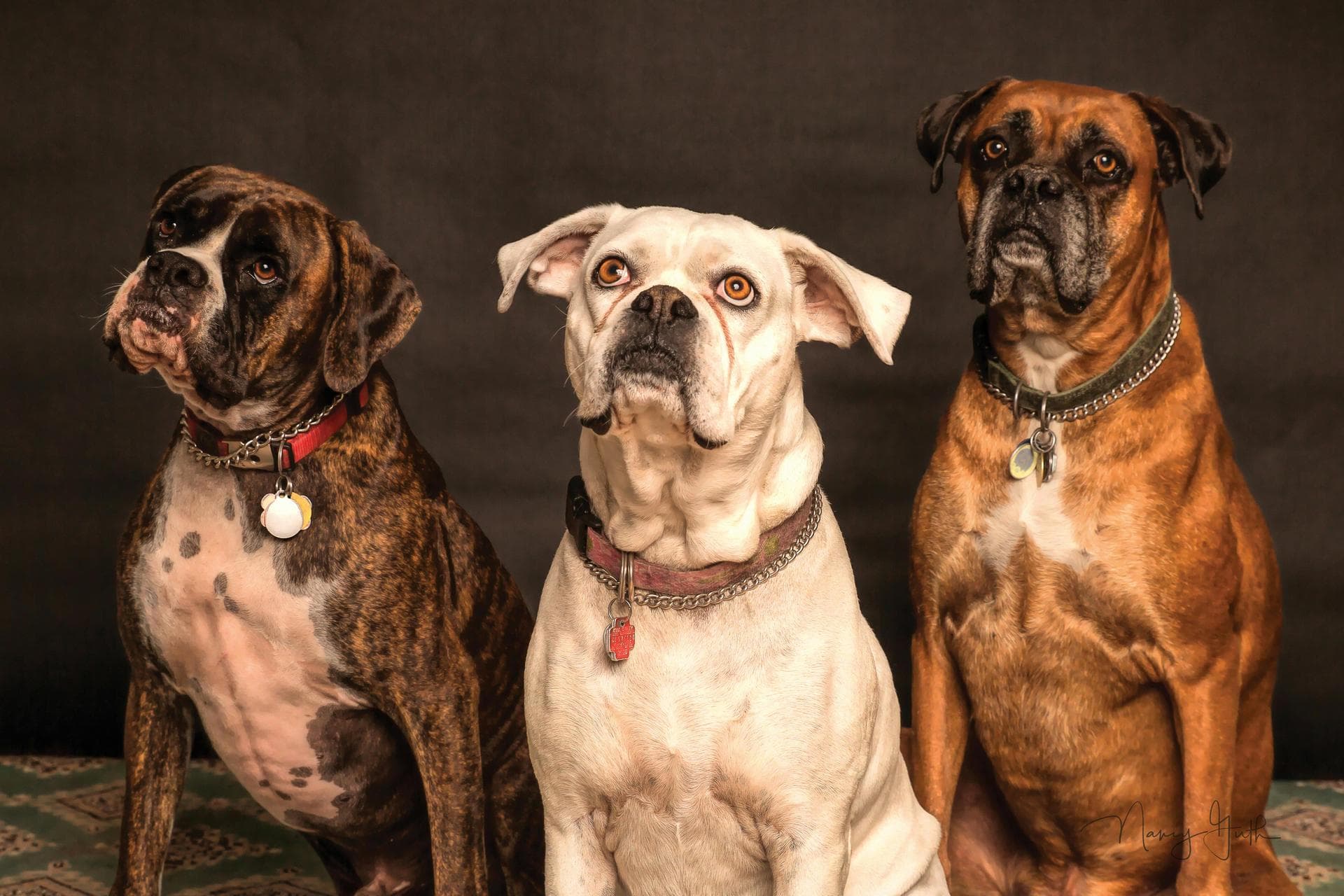 Specialist Vets in Falls Church