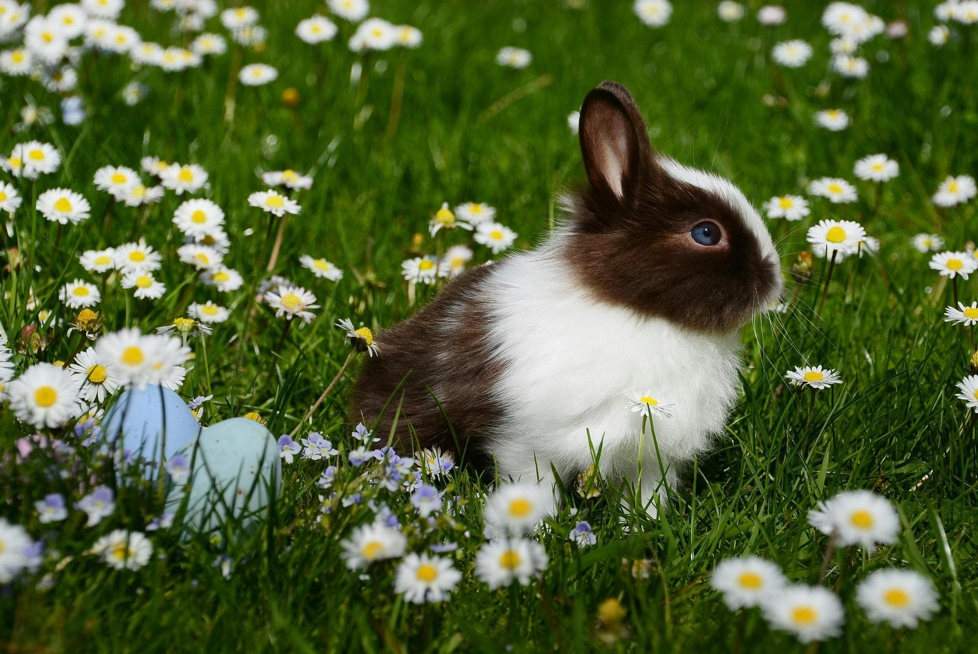 Dog & Cat Vets in Falls Church
