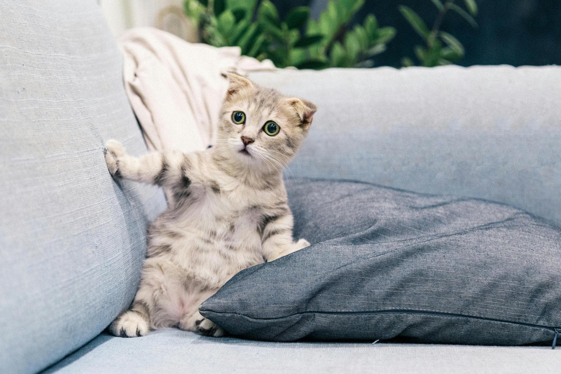 Dog & Cat Vets in Falls Church
